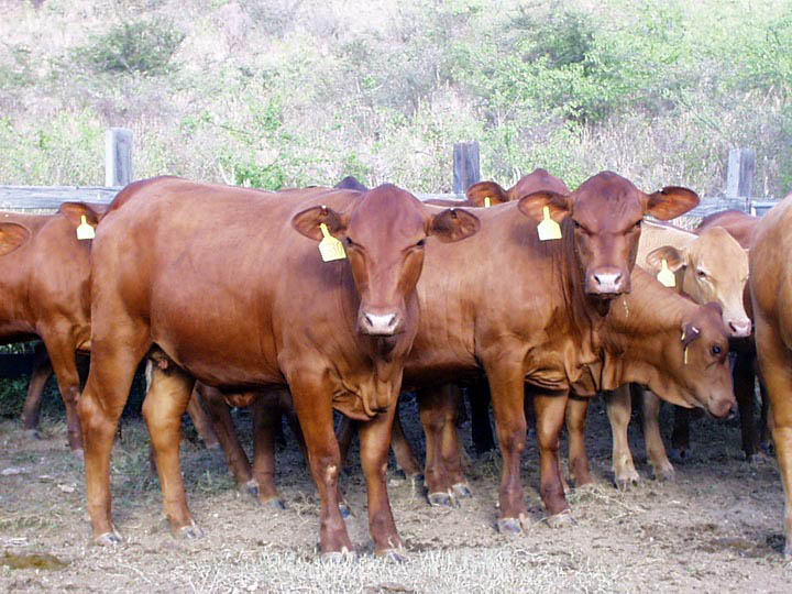 Senepol heifers